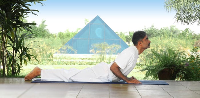 cobra, bhujangasana