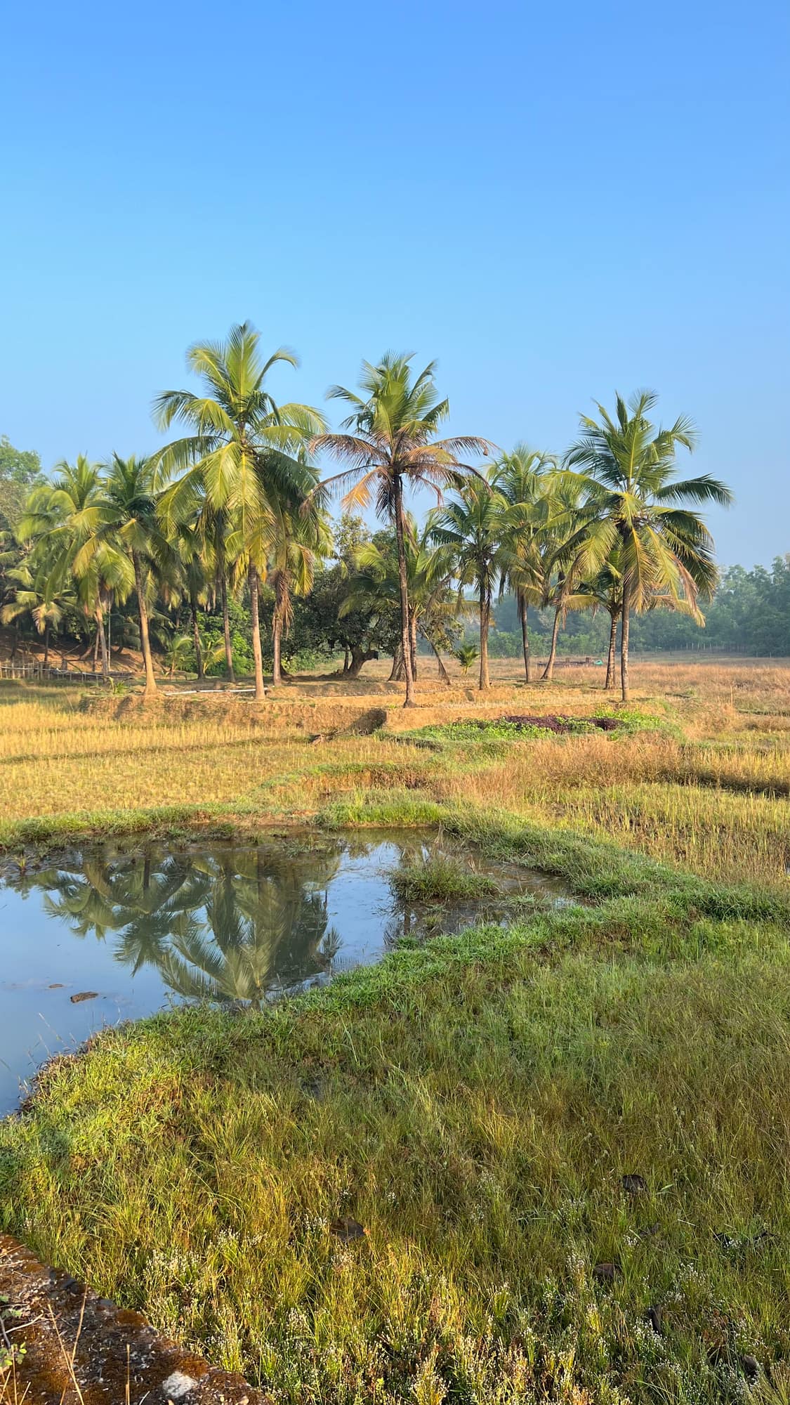 Coconut palms reflected in a paddy field beside the ashram